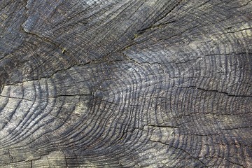 Fototapeta premium Holzstruktur