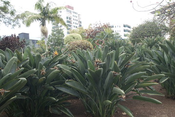 FUNCHAL