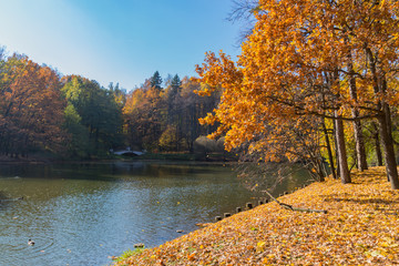 Park with pond at the autumn