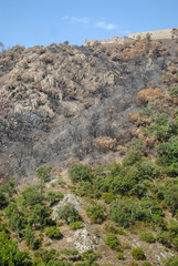 burned out forests in spain