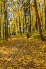 Obraz premium Road in the autumn park covered with yellow leaves
