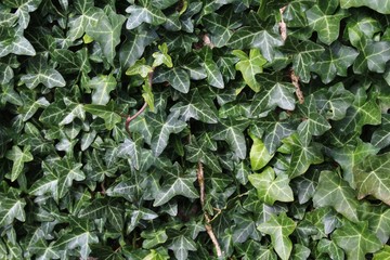Efeublätter