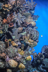 Beautiful photograph of colorful corals, algae aquatic plants and fishes in the Barcelona Oceanarium. Wild nature background. The underwater world.