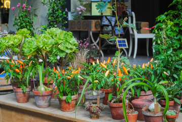 Potted plants in the shop. growing of flower pots at home