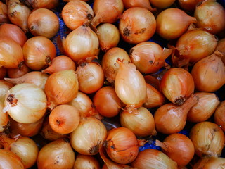 organic onion garlic in Myanmar market,Asia onion farm