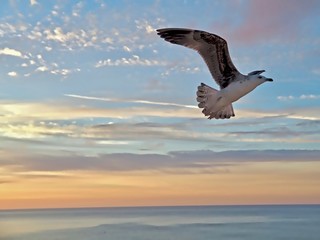 Fototapeta na wymiar Flying seagull during sunrise