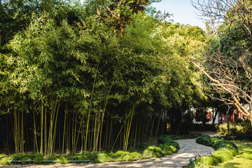 Bambou dans les jardins traditionnels de Suzhou - Chine