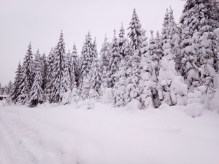 Snow Forest