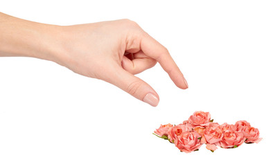 Hand with blooming pink flowers, decorative plant, romantic mood.