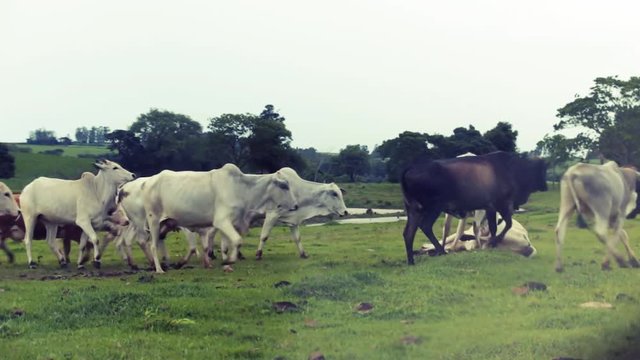 fazenda de bois com animal em luta