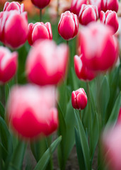 Tulpen - Liliengewächse