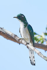 Klaas's cuckoo (Chrysococcyx klaas)