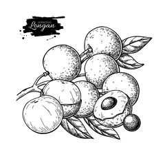 Longan vector drawing. Hand drawn tropical fruit illustration. Engraved summer fruit.