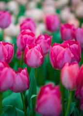 Obraz premium Tulpen - Liliengewächse