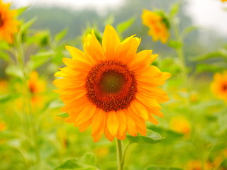 field of sunflowers and blue sky