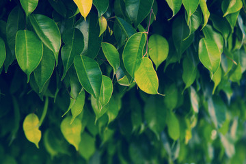 Texture of bright green leaves. Summer vegetative background. Natural summer and spring background. Copy space.