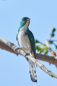 Klaas's cuckoo (Chrysococcyx klaas)