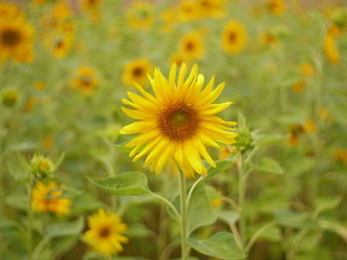 sunflower field of nature background