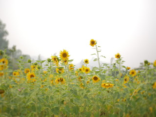 Obraz premium sunflower field of nature background