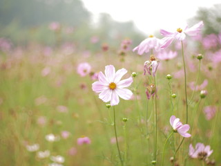 pink flowers in the field