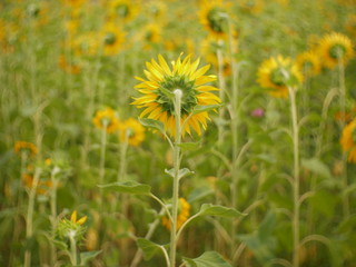 sunflower field of yellow flowers nature background