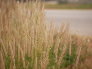 field of wheat nature background