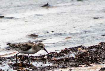 bird on the beach