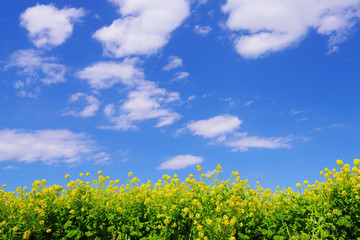 菜の花と青い空と白い雲