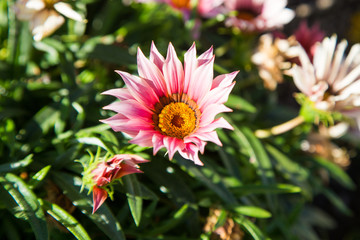 Obraz premium Bright flowers. Summer and spring background. Multicolored flowers in the sunlight.