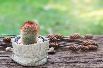 A small cactus in the cloth bag on old wooden table in the garden.