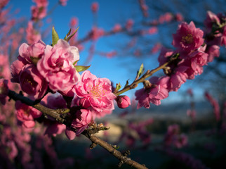 Plum Blossoms