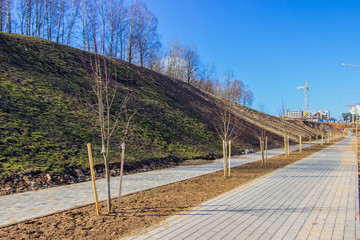 Newly planted trees at roadside, with three stakes for support. Planting trees in the city