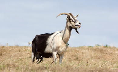 view of a goat in a garden in Europe