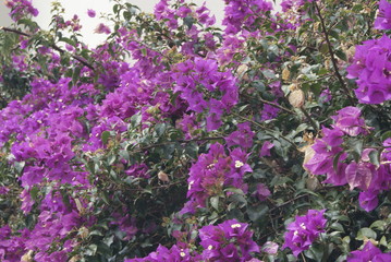 FLEURS.FUNCHAL