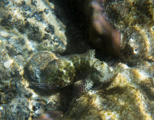 salarias fasciatus close up