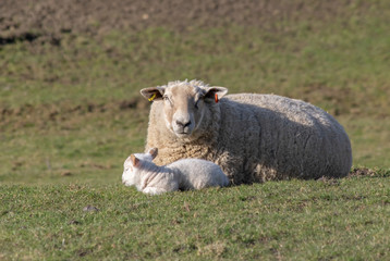 Sheep with lambs near Pocklington