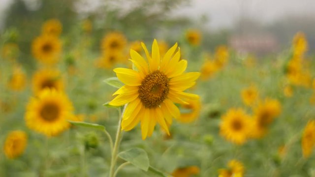 field of sunflowers summer background
