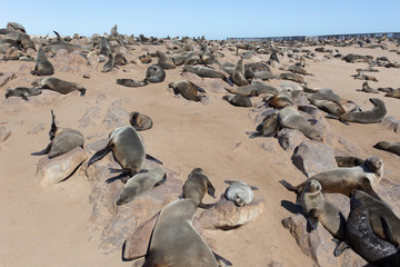 A huge seal colony