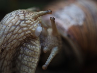 two burgundy snails macro