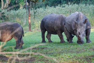 Obraz premium Rhino in Ziwa Park