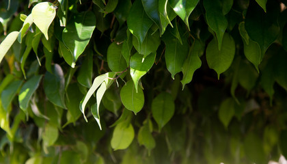 Texture of bright green leaves. Summer vegetative background. Natural summer and spring background. Copy space.