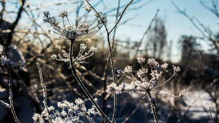 branches covered with hoarfrost