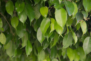Texture of bright green leaves. Summer vegetative background. Natural summer and spring background. Copy space.