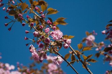 Cherry blossom flowers. Sunny day. Spring