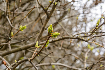 buds swell, leaves soon. spring is coming.