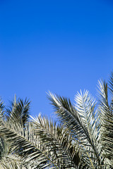 Palm tree in the background of a clear blue sky. Background for inserting an image or text on a theme - tourism, travel and leisure. Natural background