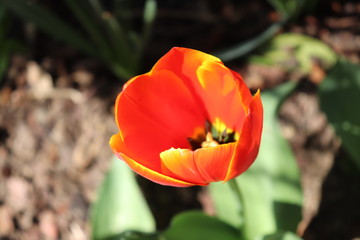 TULIPES ROUGE ET ORANGE