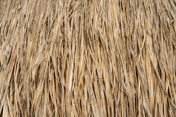 Background or texture of dries straw wall.Dry, loose straw in the sunlight in close-up.