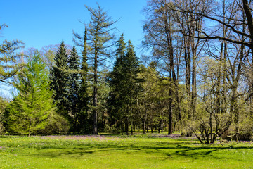 Fototapeta na wymiar green lawn in a beautiful park. spring is coming.