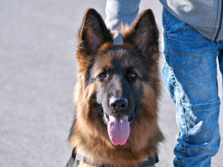 German Shepherd